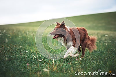 Red border collie dog running in a meadow Stock Photo