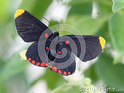 Red-bordered Pixie Butterfly Stock Photo