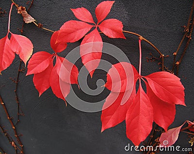 Red Boston Ivy leaves Stock Photo