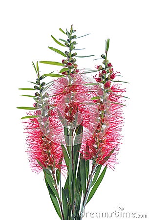 Red bottle brush flowers on white background Stock Photo