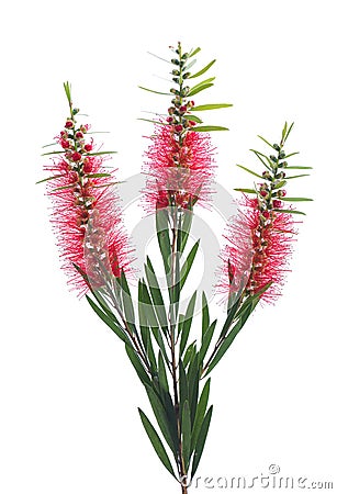 Red bottle brush flowers on white background Stock Photo