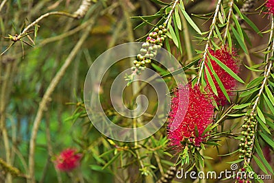 A red bottlebrush bush (Callistemon) Stock Photo