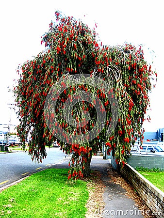 Red Bottlebrush Tree Stock Photo