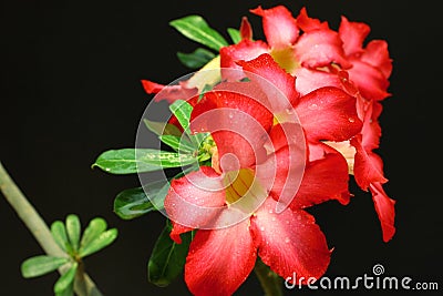 Red bouquet in your garden Stock Photo