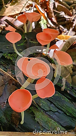 Red bowl mushroom Stock Photo