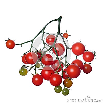 Red branch of cherry tomato. isolate. White background Stock Photo