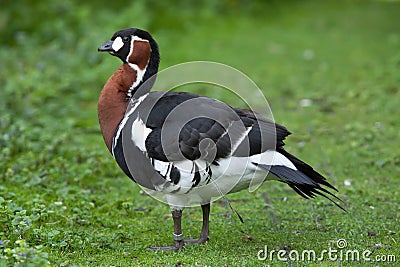 Red-breasted goose Branta ruficollis. Stock Photo