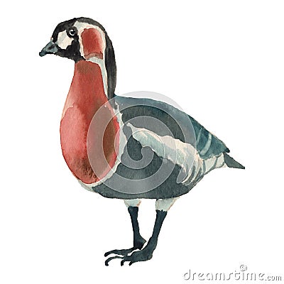 The red-breasted goose. Watercolor hand painted drawing of bird Stock Photo