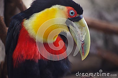 Red-breasted, green-billed toucan Stock Photo