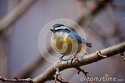 Red Breasted Nuthatch Stock Photo