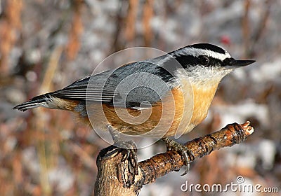 Red-breasted Nuthatch Stock Photo