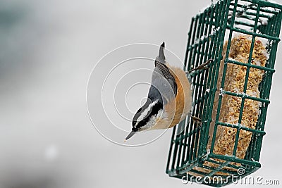 Red-breasted Nuthatch On A Feeder Stock Photo