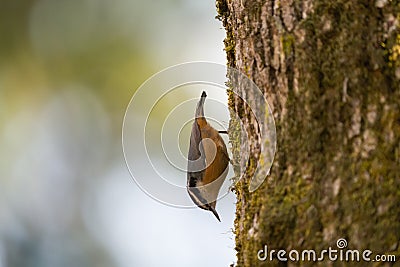 Red breasted nuthatch feeding in forest Stock Photo