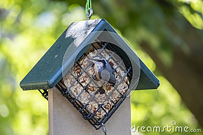 Red-breasted Nuthatch Feeding on a Nut Cake I Stock Photo