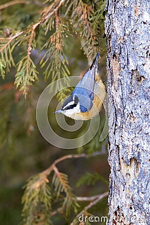 Red-Breasted Nuthatch 829925 Stock Photo