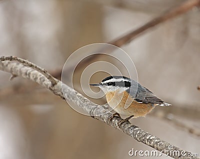 Red-breasted Nuthatch (Sitta canadensis) Stock Photo