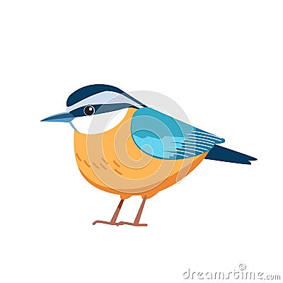 Red-breasted nuthatch is a small songbird. Scientific name Sitta canadensis. Passerine Bird cartoon flat style beautiful Vector Illustration