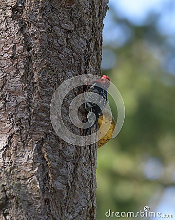 Red-breasted Sapsucker working in a tree Stock Photo