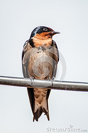 Red-Breasted Swallow Stock Photo