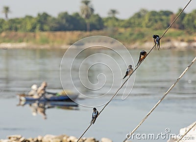 Red-breasted swallows perched on a rope of boat Stock Photo