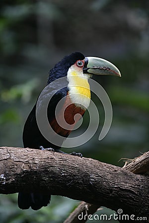 Red-breasted toucan, Ramphastos dicolorus Stock Photo