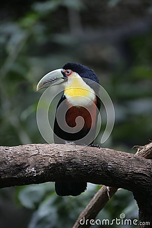 Red-breasted toucan, Ramphastos dicolorus Stock Photo