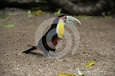 Red-breasted toucan, Ramphastos dicolorus Stock Photo