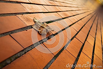 Red brick pavement Stock Photo