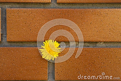 Red brick wall background close up view. Yellow dandelion sprouted among the bricks Stock Photo