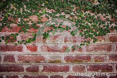 Old red brick wall with ivy plants, retro background. Stock Photo