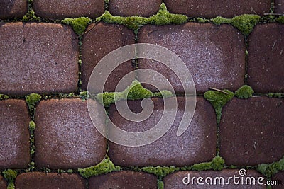 Red bricks wall with moss for background Stock Photo