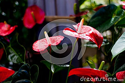 Red and bright Anthurium flower. Love flower. Nice exotic flower Stock Photo