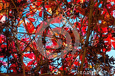 Red bright autumn leaves and intertwining branches against the blue sky, view from below Stock Photo