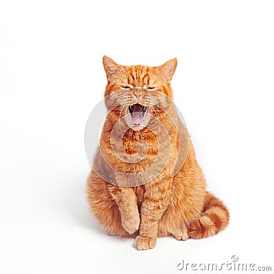 Red british fluffy striped cat with wide open mouth screaming yawning on white background Stock Photo