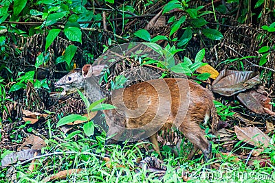 Red Brocket Deer in Cockscomb Basin Wildlife Sanctuary, Beliz Stock Photo