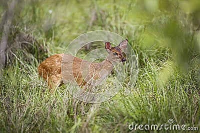 Red Brocket deer, Pantanal Wetlands, Mato Grosso, Brazil Stock Photo