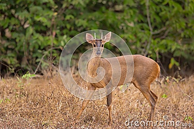 Red Brocket Deer looking at camera Stock Photo