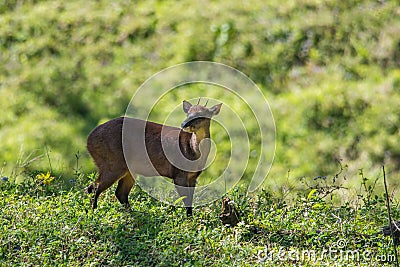 Red brocket Stock Photo