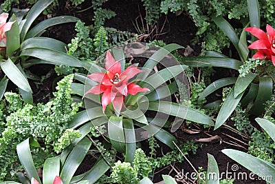 Red Bromelia Flowers Plants Stock Photo