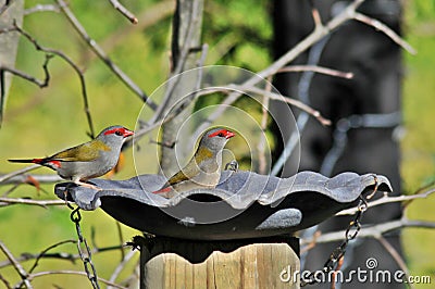 Red Browed Finches Stock Photo