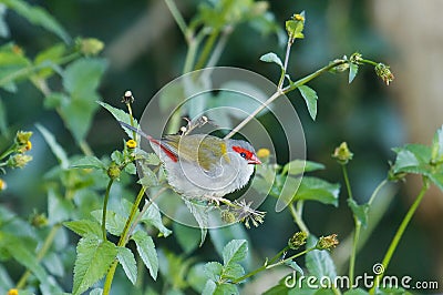 Red-browed firetail finch Stock Photo