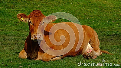 Brown Cow In Field Stock Photo