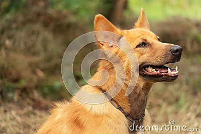 Red brown dog in the green summer nature background Stock Photo