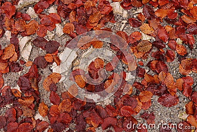 Red brown leaves on forest path Stock Photo