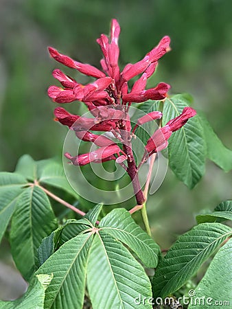 Red Buckeye Flower Stock Photo