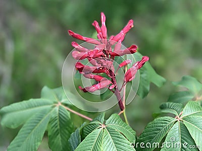 Red Buckeye Flower Stock Photo