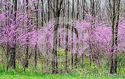 Red bud trees in rural Michigan USA Stock Photo