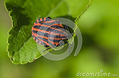Red bug with black stripes sits on a leaf Stock Photo