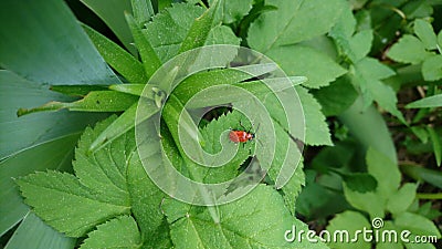 Red bug on pollen leaves Stock Photo
