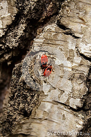 red bugs on birch bark Stock Photo